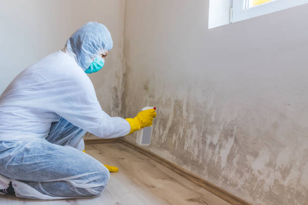 Licensed Mold Testing service in Huntington, TX - WQB Mold Removal